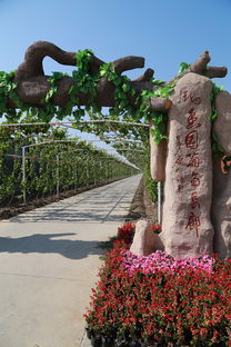 葡萄熟啦！快來創(chuàng)新農業(yè)生態(tài)園體驗采摘樂趣