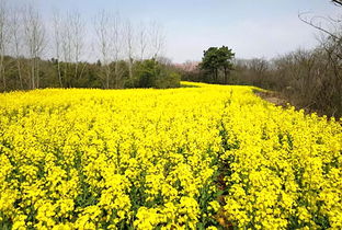 偷得浮生半日閑，一路踏青到平山——平山生態(tài)園春日游園采摘季歡迎您
